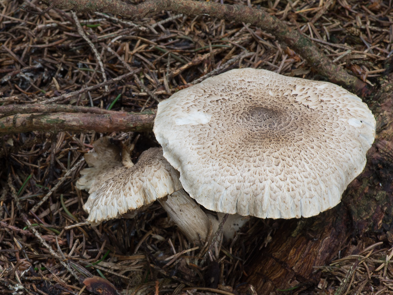 Tricholoma pardinum